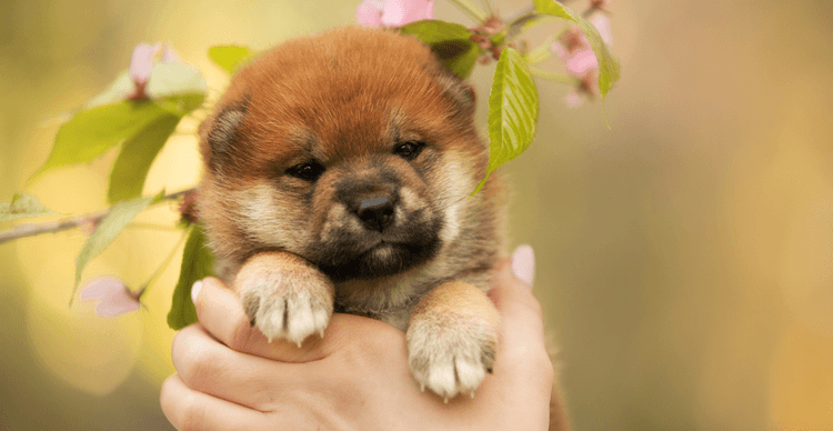 where-to-buy-babydogeinu:-49%-rally-for-hybrid-meme-coin