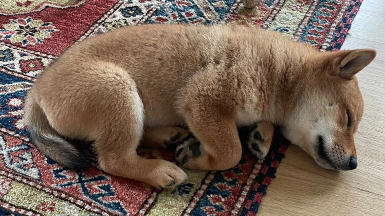 elon-musk’s-new-puppy-tweet-sends-shiba-floki-token-soaring,-floki-jumps-more-than-900%-in-24-hours