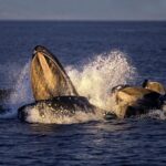 ethereum-whales-scooped-3.5-million-eth-in-30-days:-santiment