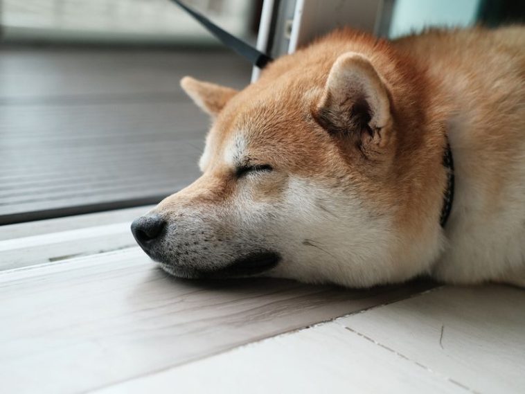 dogecoin-futures-set-record-after-twitter-adopts-shiba-inu-logo